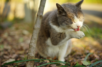 털을 다듬는 길고양이.