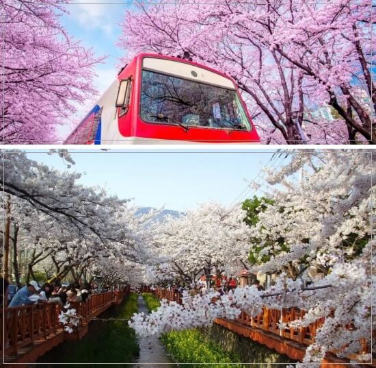 진해-군항제-벚꽃