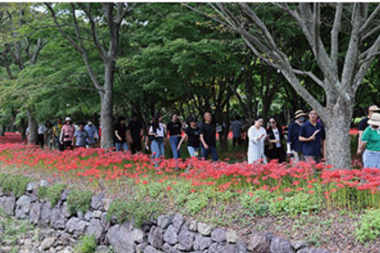 2025 영광불갑산상사화축제&amp;#44; 붉은 꽃무릇의 향연! 