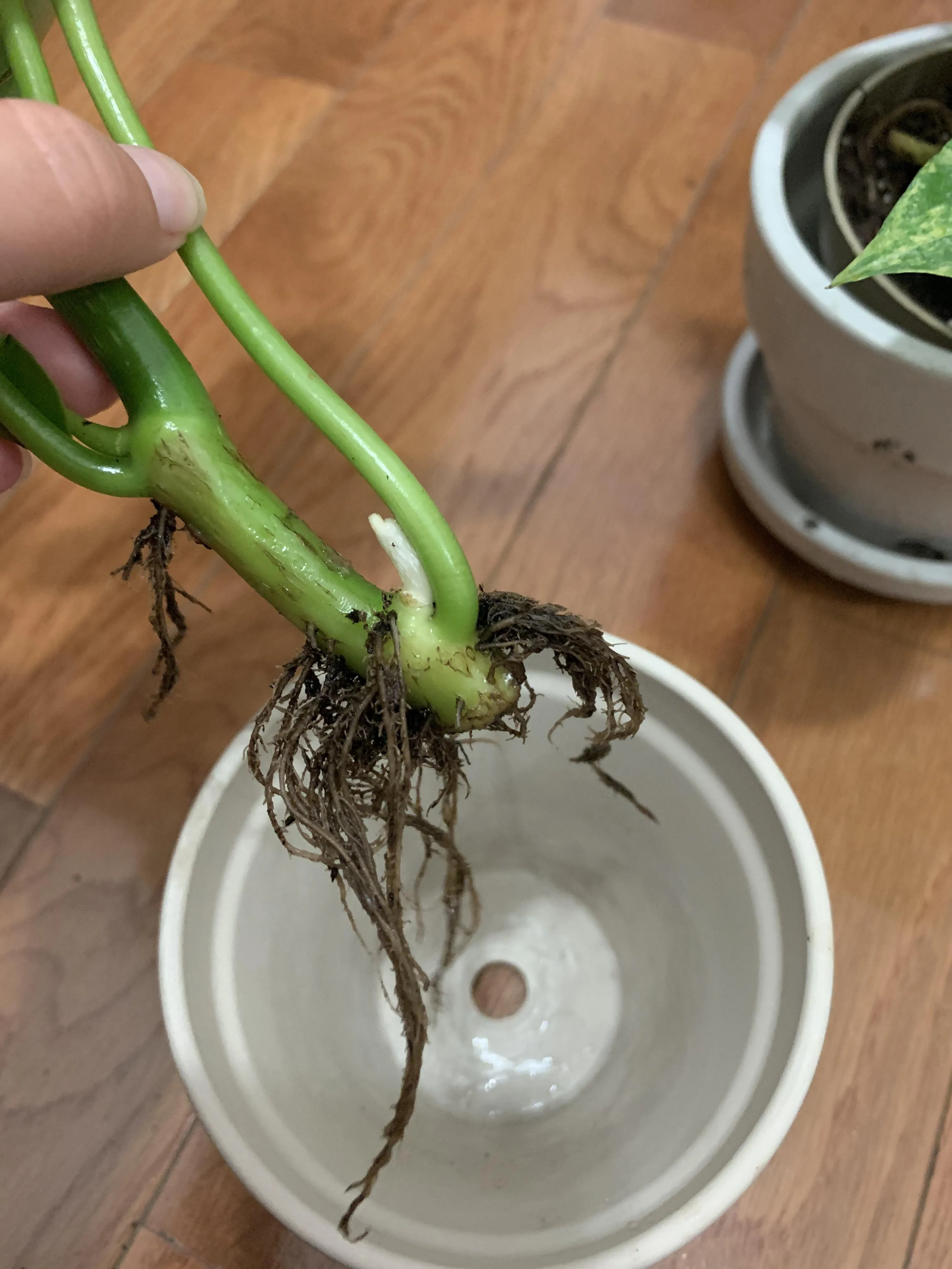 화분 뿌리썩음 예방 배수층강화 흙배합개선 물주기간격 체크리스트_4