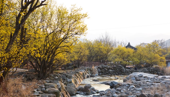 구례 산수유수목원 관람 가이드