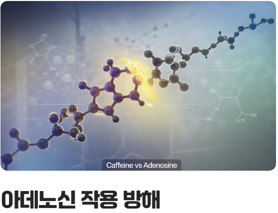 꿀잠을 훔쳐 가는 도둑, 카페인