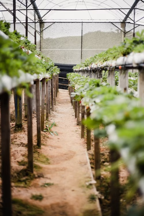 smart-farm-control-system.jpg