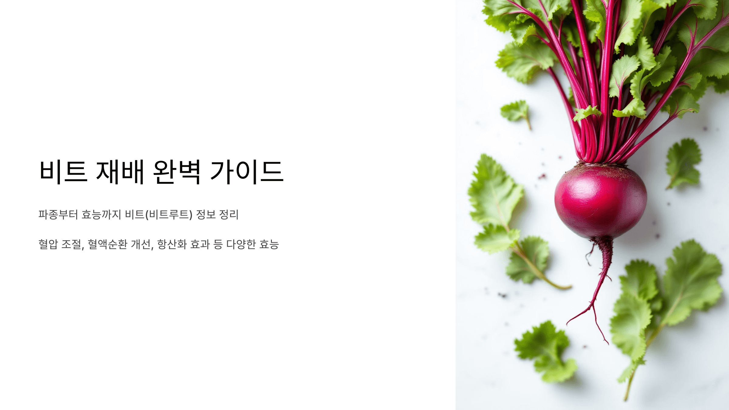 비트 사진입니다.