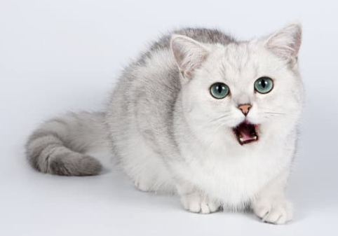 고양이-야옹