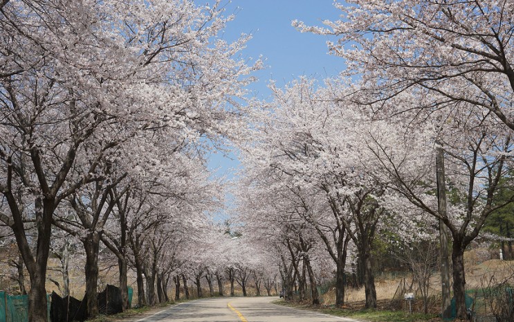 벚꽃 개화시기 2023