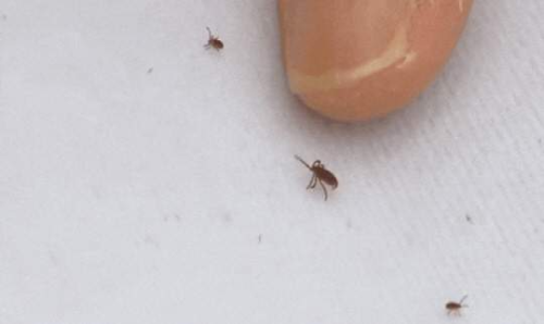 대구 호텔서 진드기 공포…100마리 넘게 기어다닌 그날 밤