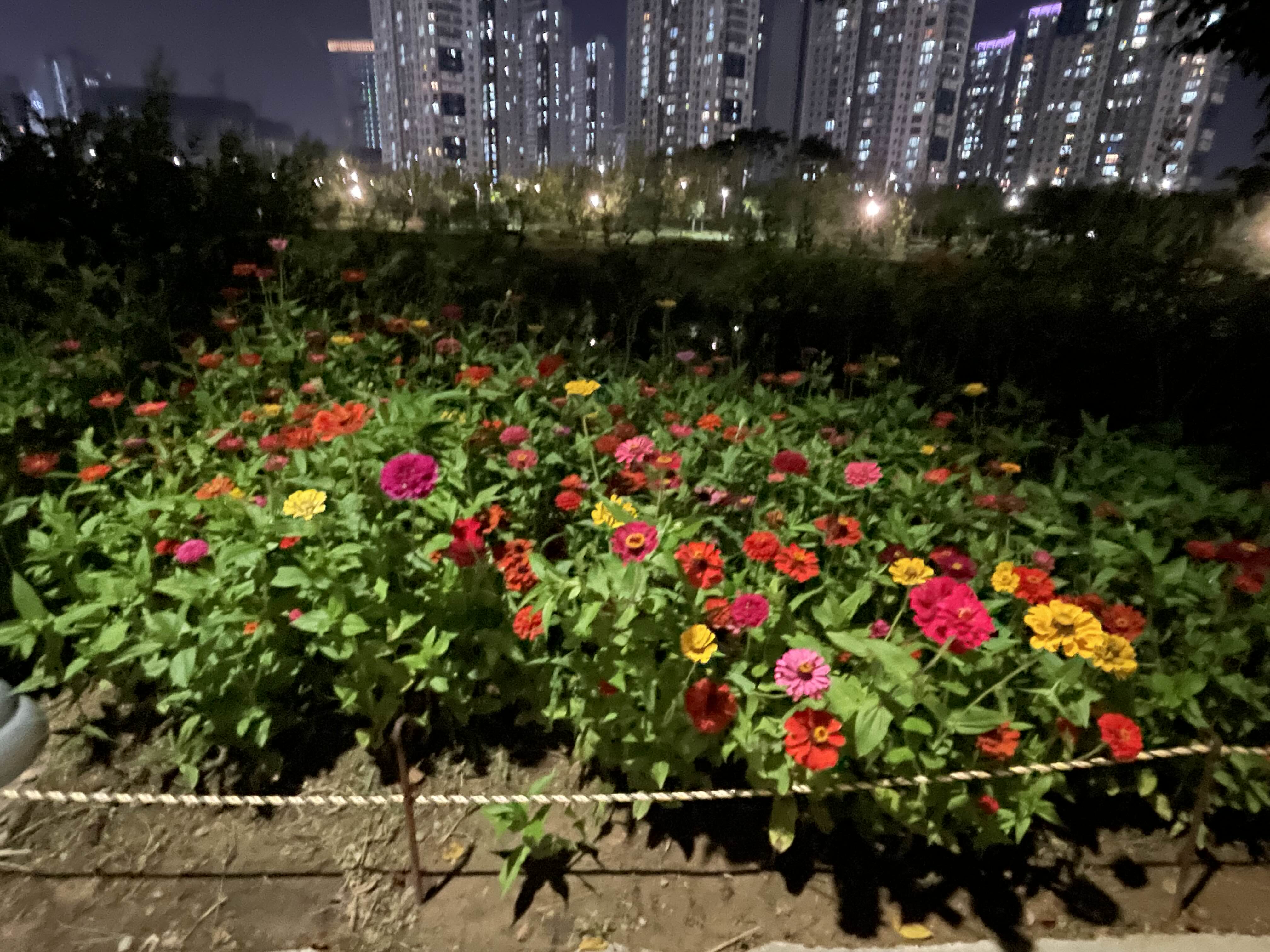 청라 호수공원 산책길의 야경