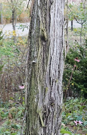 노간주나무 수피
