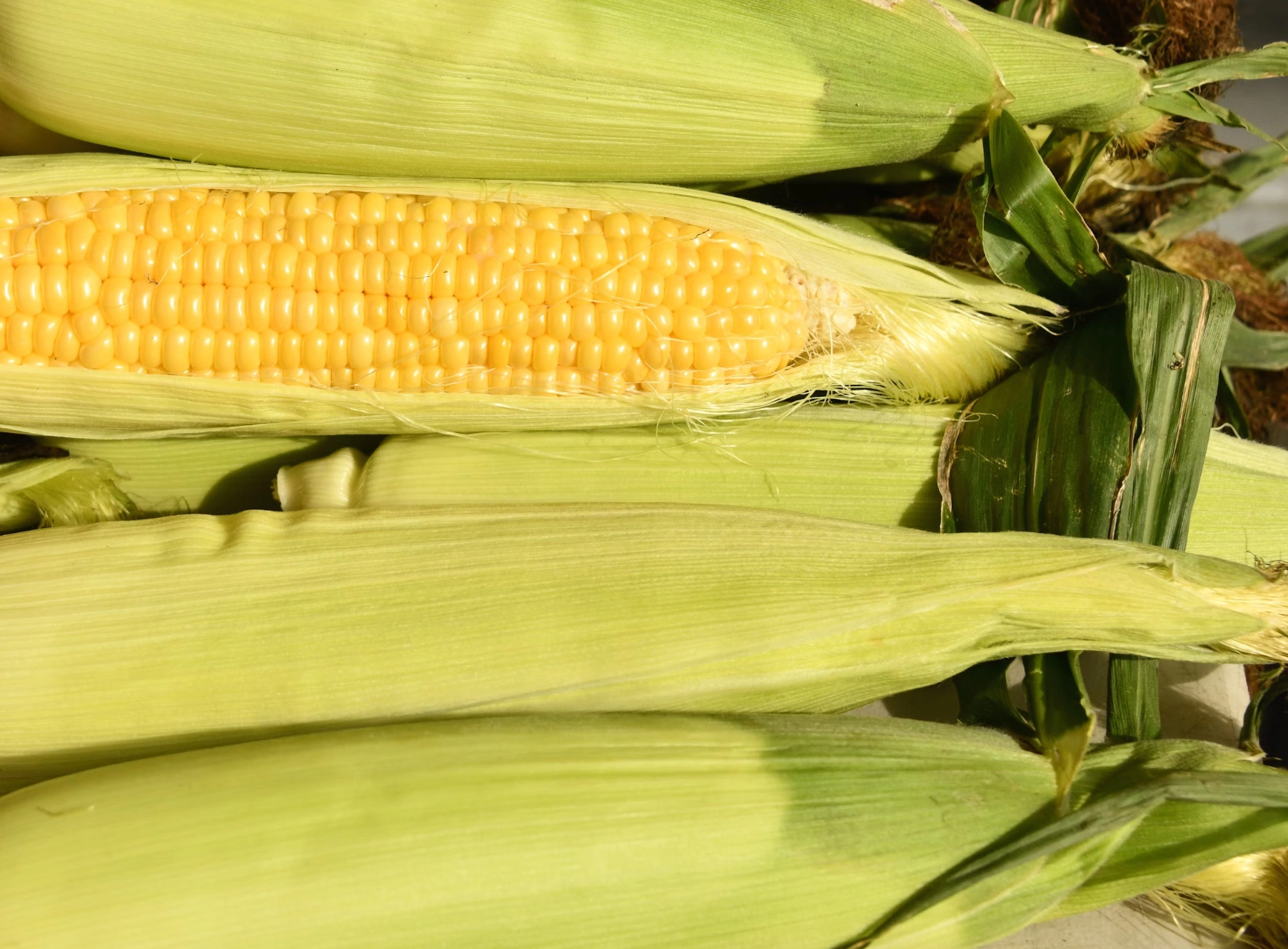 옥수수수염차 효능