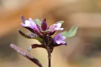 약용식물 가는잎산들깨 석향유 여름철 한방재 건강 효과_16