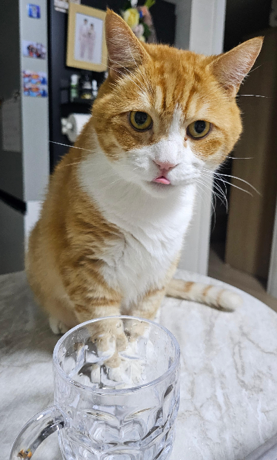고냥이 집안 안전사고 예방 전선·창문·식물·생활용품 점검하기 방법 총정리