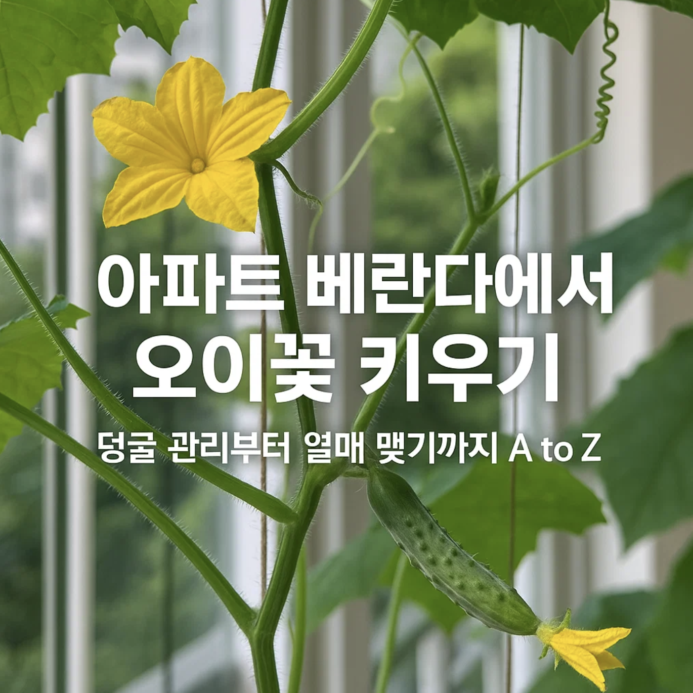 아파트 베란다에서 오이꽃 키우기, 덩굴 관리부터 열매 맺기까지 A to Z