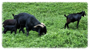 이름부터 힐링이 가득한 하늘마루염소목장