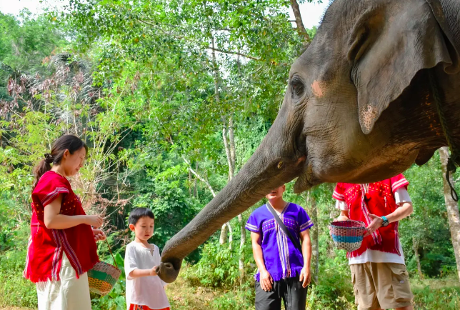 코끼리 정글 생츄어리 프로그램