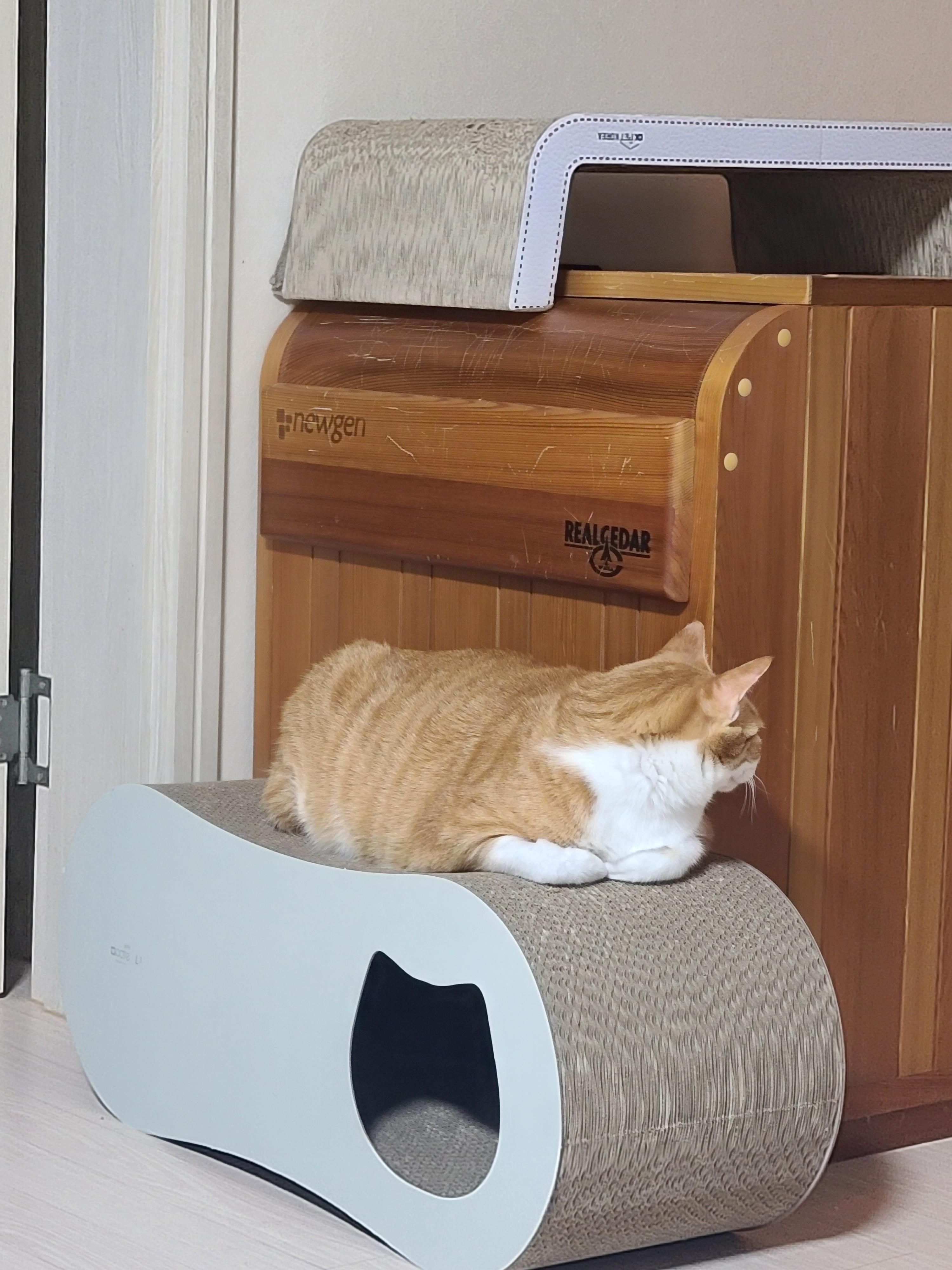 집사가 사준 스크래쳐를 잘 써주는 고양이들. 고양이들에게 스크래쳐가 꼭 필요한 이유.