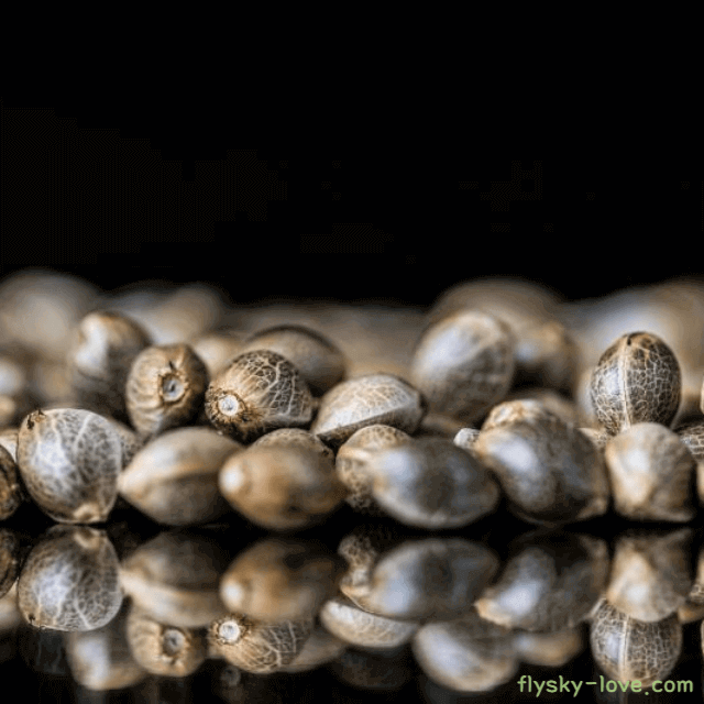 염증에 효과적인 대마종자유