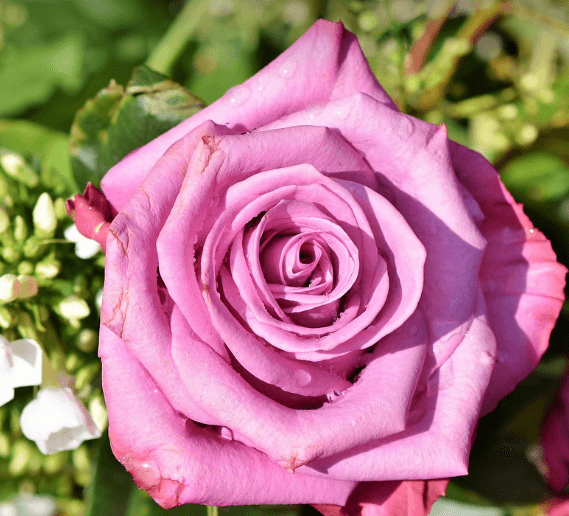 삼척장미축제 일정 입장료 주차장 관람꿀팁