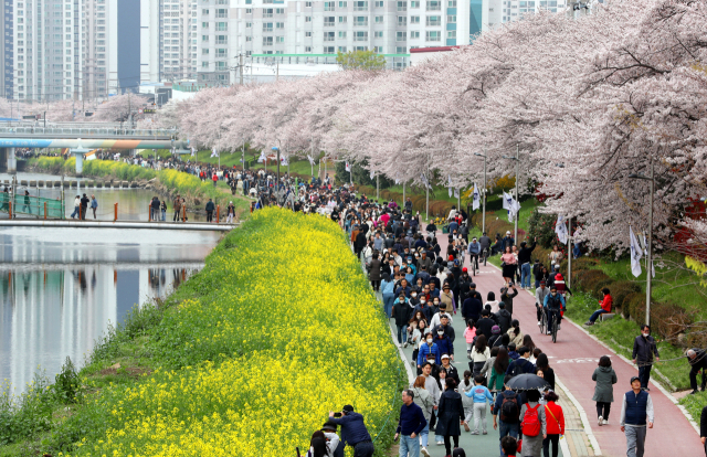 부산 봄꽃 명소 BEST 04 봄나들이 가볼만한곳