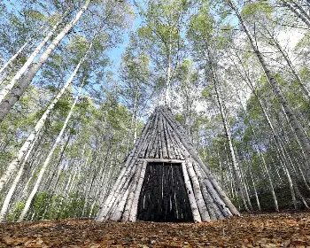 인제 자작나무숲_21