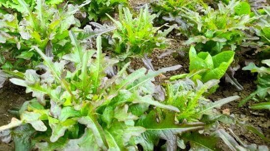 오크리프-오크립-상추-재배-효능-먹는법