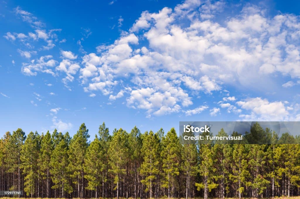 숲과 강이 만든 전통: 지역 별 자연 문화 이야기