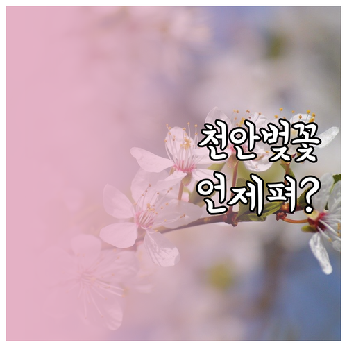 천안 동남구 벚꽃 개화 예상일과 방문..