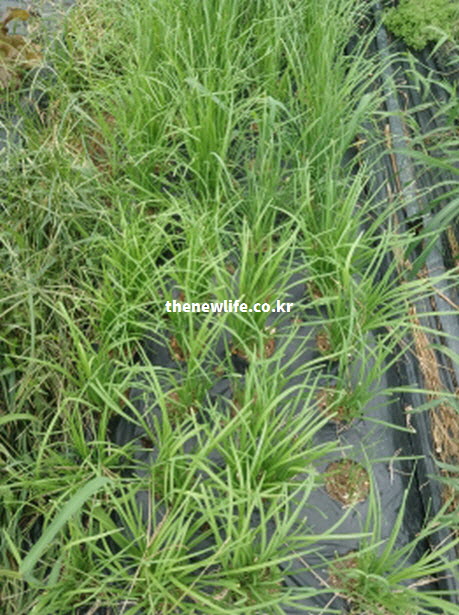 부추 효능을 제대로 알기 위해 확인해야 할 밭에서 자라는 싱싱한 부추 재배 현장 실사진