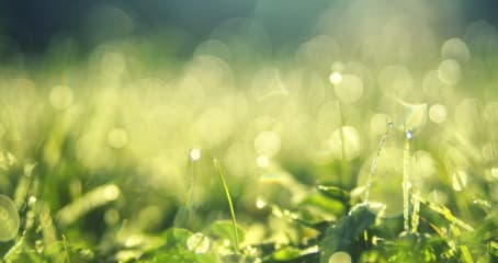 곡우 빗방울 맺힌 풀