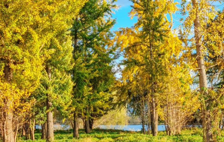 고령 은행나무숲