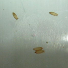 과일에 앉은 초파리 먹어도 괜찮을까?