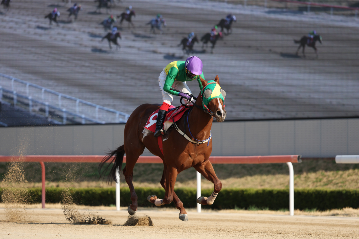 코리안더비 우승마 오아시스블루