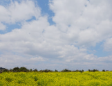 폭삭속았수다 유채꽃밭 촬영지