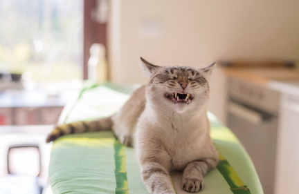 입을 반쯤 벌리고 눈을 감는 고양이.