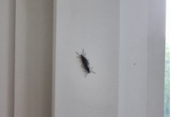 러브버그 퇴치 및 예방법