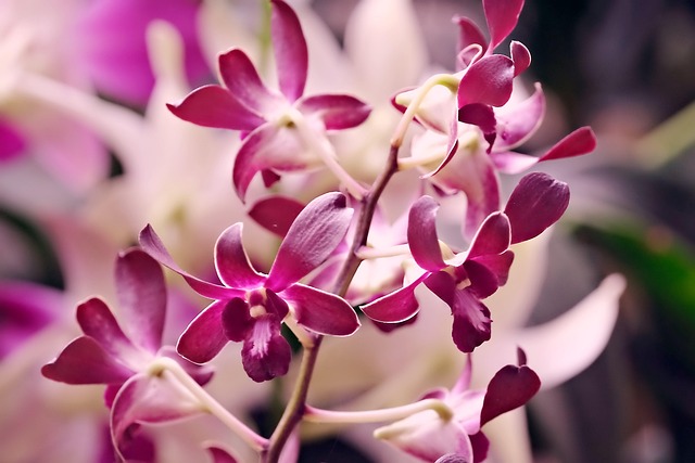 승진축하난: Dendrobium