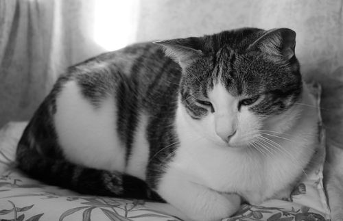 고양이 알레르기 테스트, 검사 종류와 패치테스트 결과 해석&middot;확인법