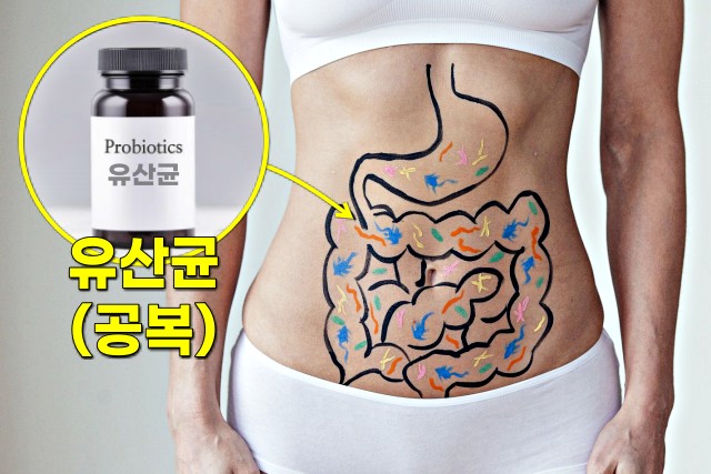 유산균 영양제 먹는 시간 복용시간,팁줌 매일꿀정보