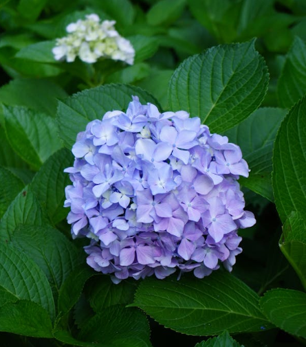 제주 수국 명소