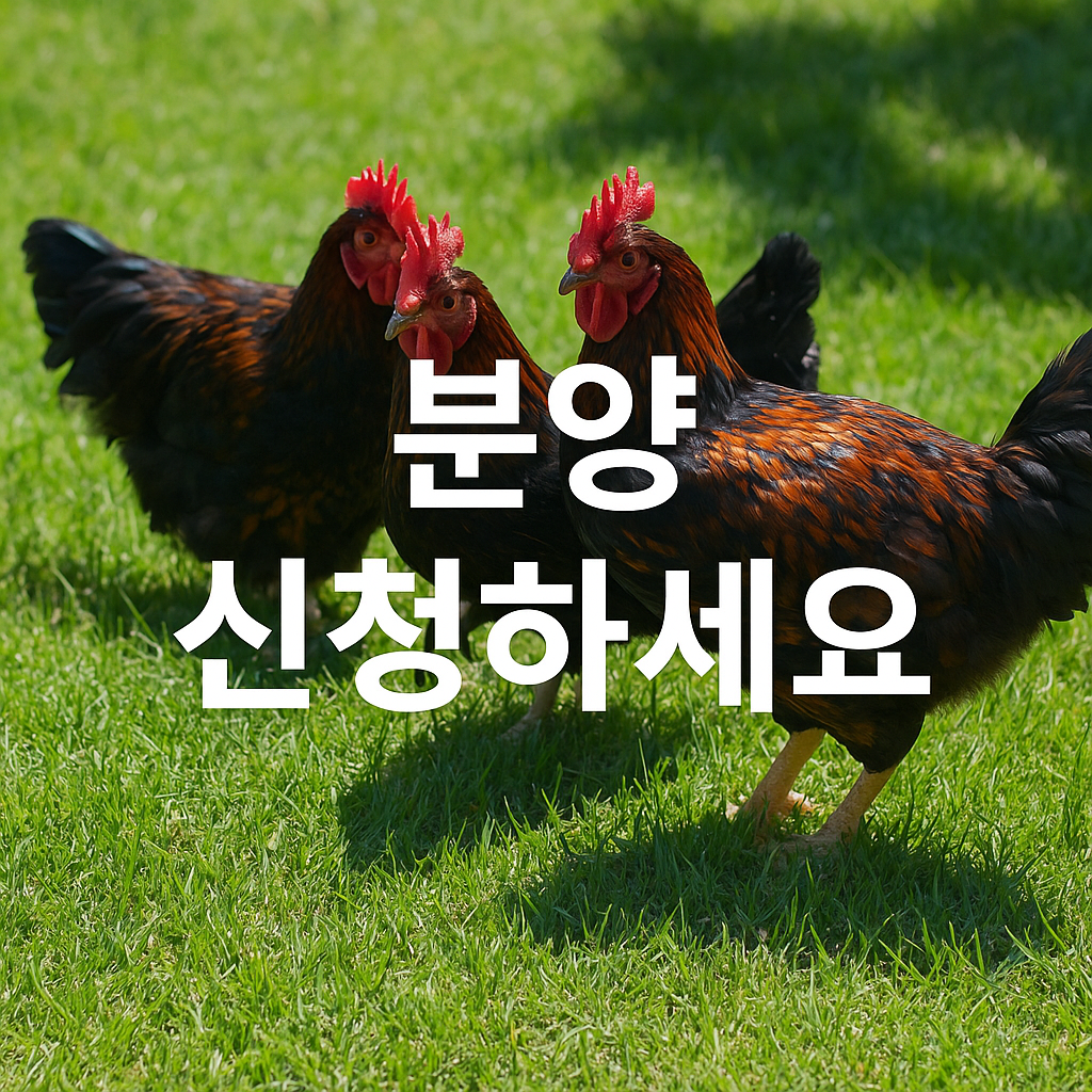 잔디밭 위 우리맛닭 3마리와 중앙에 '분양 신청하세요' 문구가 있는 이미지