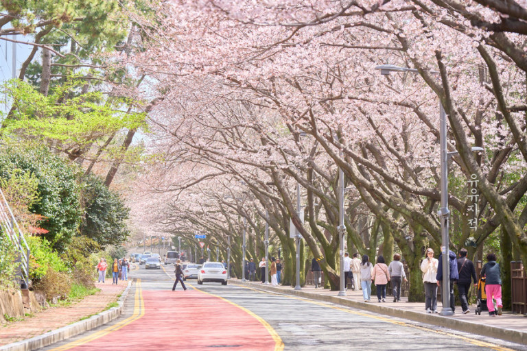 2025년 지역별 벚꽃 개화 시기 명소 볼거리 맛집 추천
