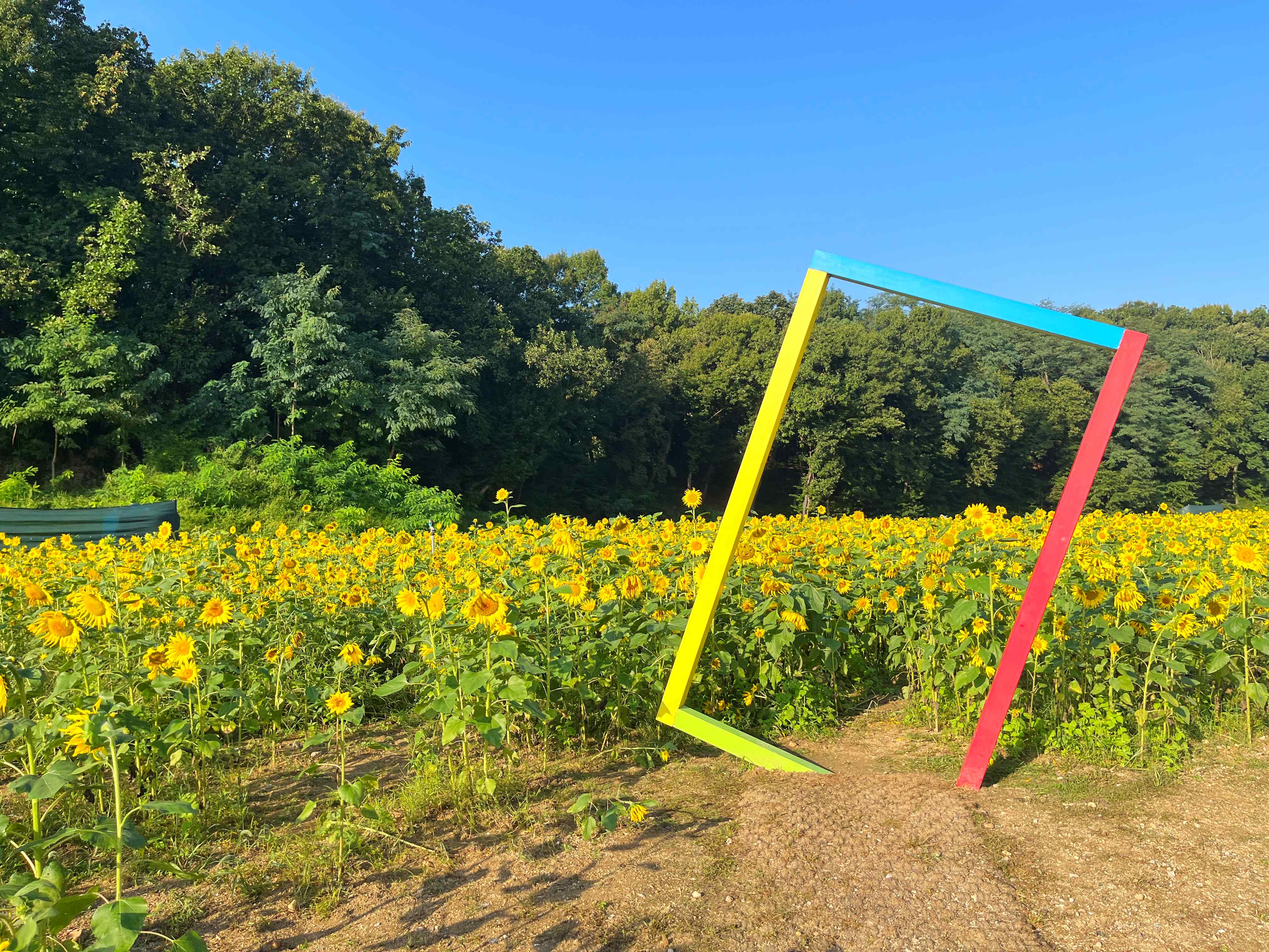 신곡새빛정원 해바라기 