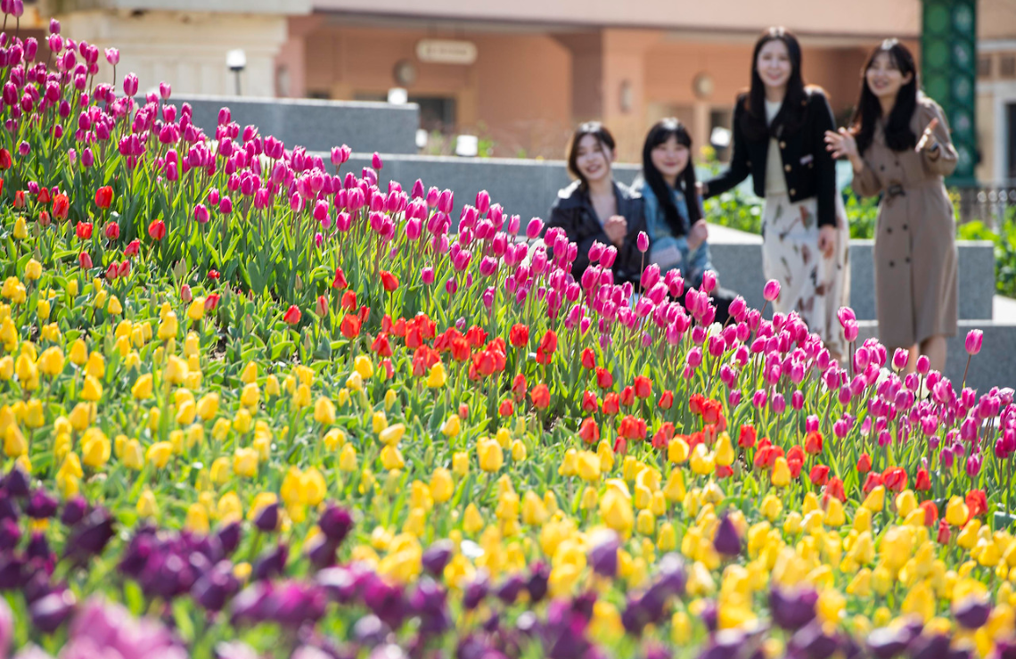 완벽한 봄날의 선택&amp;#44; 에버랜드 튤립축제 