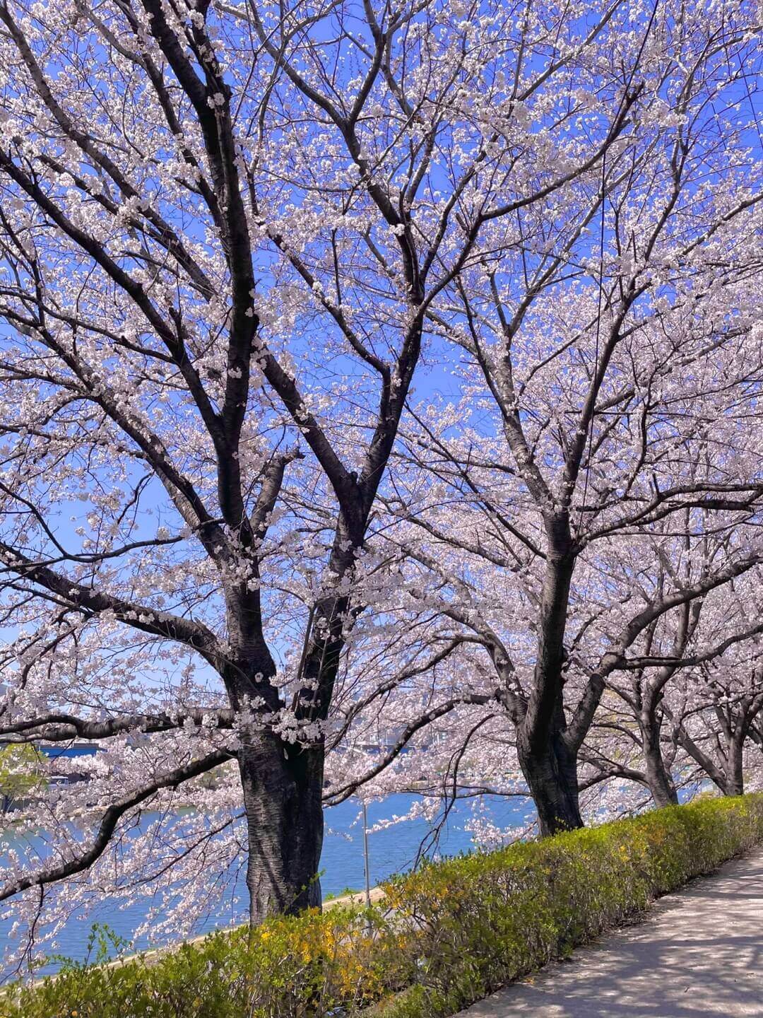 순천 동천 벚꽃