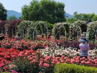 오늘이 아니라면 최적의 개화 시기는 언제인지 곡성세계장미축제에서 확인하세요_7