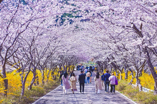 전국 벚꽃 명소