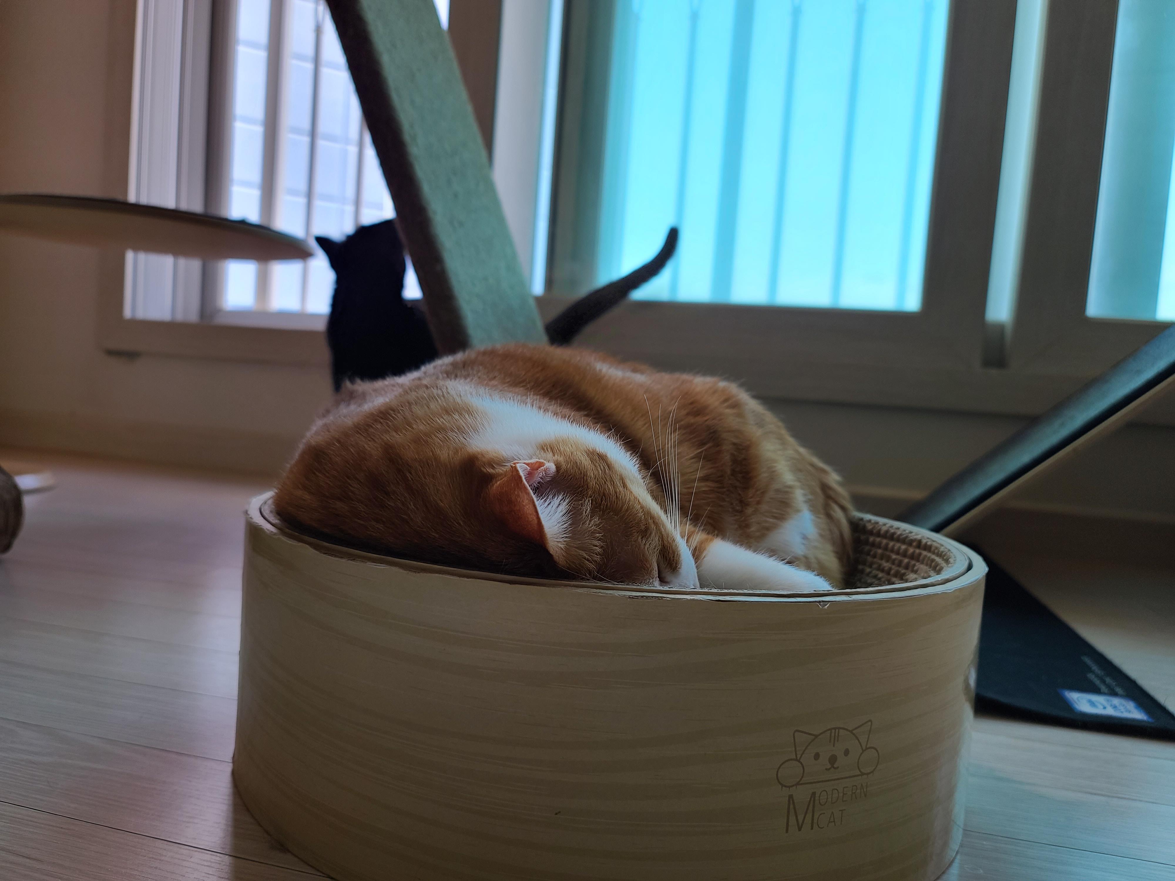 너무 귀여운 치즈냥이 호야. 심약하신 분들 주의! 너무 귀여워 심장에 무리를 줄수 있음.