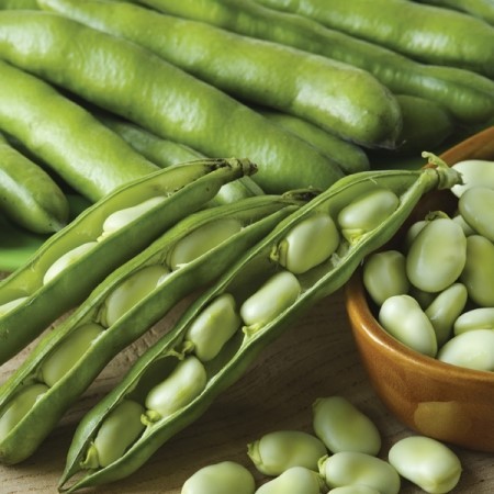 작두콩차 효능 5가지 비염에 좋은 음식 작두콩 끓이는 먹는 방법 부작용