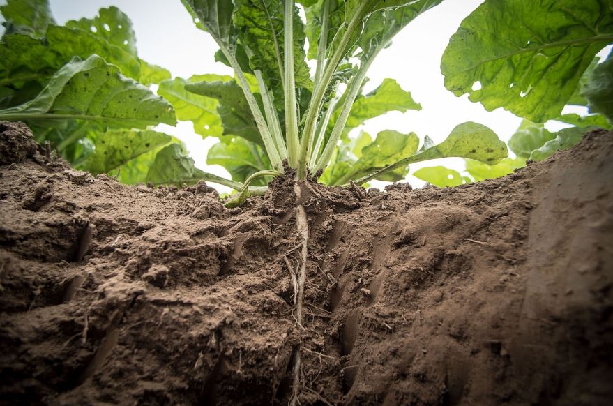 땅속에 있는 열무