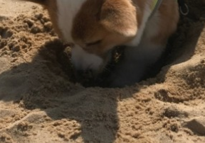 땅속으로 들어가는 꿈해몽